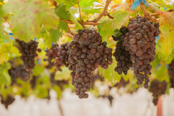 Black grapes, Black grapes farm, Black grapes from Thailand country