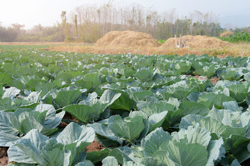 Fototapeta premium Freshly Growing Cabbage field with Straw background