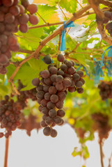 Fototapeta premium Black grapes, Black grapes farm, Black grapes from Thailand country