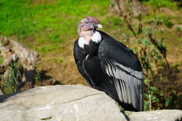 View of an Andean condor (vultur gryphus)