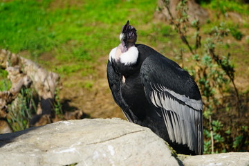 View of an Andean condor (vultur gryphus)