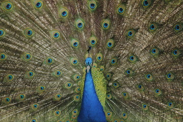 Obraz premium Colorful peacock, with open wings in manizales Colombia