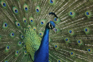 Fototapeta na wymiar Colorful peacock, with open wings in manizales Colombia