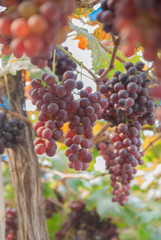 Black grapes, Black grapes farm, Black grapes from Thailand country
