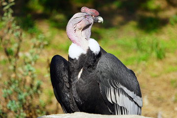 View of an Andean condor (vultur gryphus)