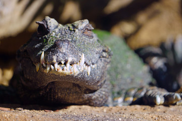 Head and teeth of a West African dwarf  crocodile (osteolaemus tetraspis tetraspis)