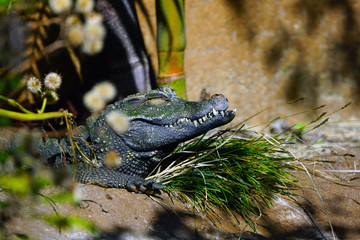 Head and teeth of a West African dwarf  crocodile (osteolaemus tetraspis tetraspis)