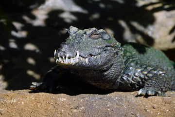 Head and teeth of a West African dwarf  crocodile (osteolaemus tetraspis tetraspis)