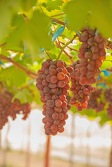 Black grapes, Black grapes farm, Black grapes from Thailand country