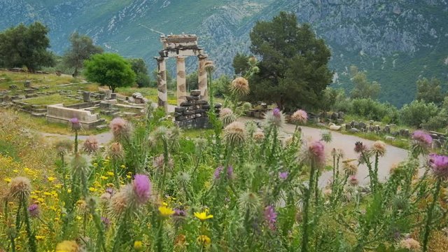 Tholos with Doric columns at the sanctuary of Athena Pronoia temple ruins in ancient Delphi, Greece. Horizontal camera pan. View from mediterranean blooming flower meadow
