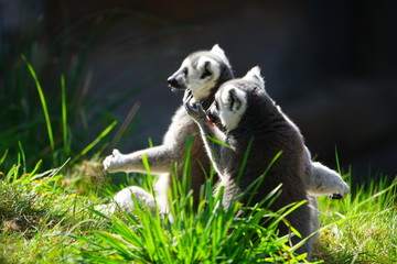 A black and white ring-tailed lemur (lemur catta) from Madagascar