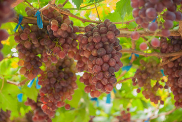 Black grapes, Black grapes farm, Black grapes from Thailand country