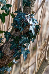 Efeu am Ast im Gebüsch