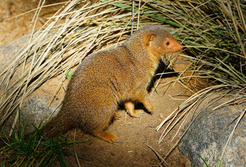 View of a dwarf mongoose (helogale parvula)