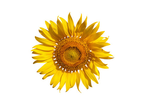 Close-up of Beautiful  sunflowers on white background..