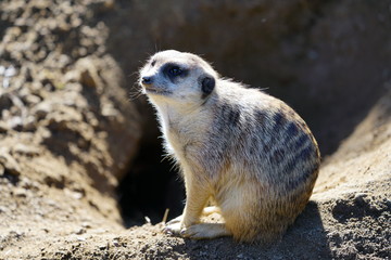 Obraz premium View of a meerkat (suricate Suricata suricatta)