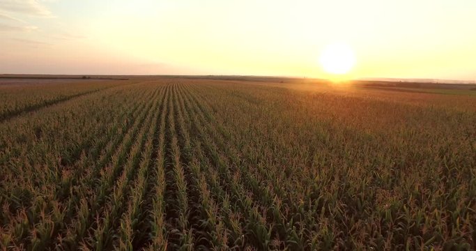 Aerial view of green corn land . countryside from above. Plant in growth. Golden hour, sunset.