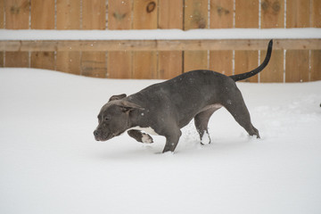 puppy has spotted something in the snow