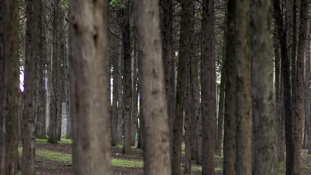 Shot de &aacute;rvore em floresta
