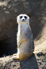 Fototapeta premium View of a meerkat (suricate Suricata suricatta)