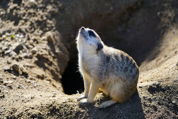 View of a meerkat (suricate Suricata suricatta)