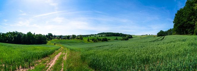 Fototapeta premium Rural road and field , spring fresh green grass and blue sky, panoramic landscape