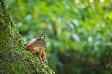 Naklejka na ściany i meble Squirrel on tree