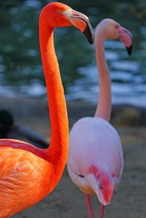 Head of a pink flamingo birds standing on one leg