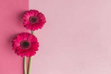 Beautiful pink gerbera flowers on a pastel pink background. Greeting card for valentine's or mother's day.