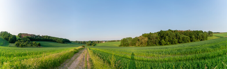 Rural road and field , spring fresh green grass and blue sky, panoramic landscape