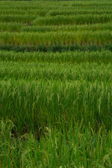 the rice paddy fields in northern Thailand