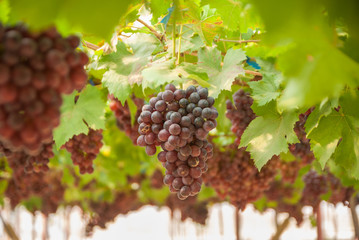 Black grapes, Black grapes farm, Black grapes from Thailand country