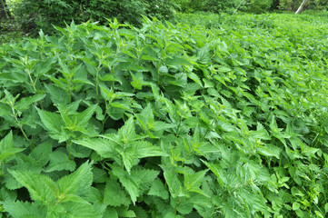 Natural overgrown nettles (Urtica dioica).