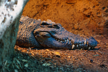 Head and teeth of a Siamese crocodile (Crocodylus Siamensis)