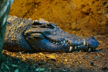Head and teeth of a Siamese crocodile (Crocodylus Siamensis)