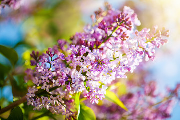 Lilac flowers bloom in the spring. Spring blooming, Abstract background. Banner. Selective focus.