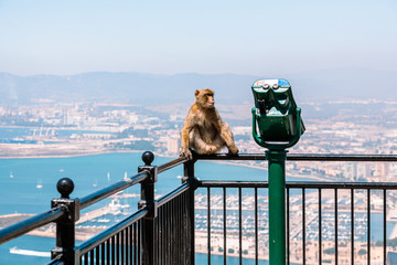 Monkey on panoramic view on the Gibraltar harbor at sunny summer weather
