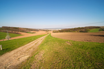 Fototapeta na wymiar Dirty road in green summer field. Rural road in the field