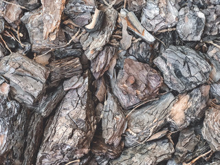 Texture of the mulched bark.Macrophotography.