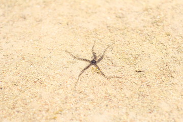 crab on the beach