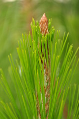 textures of plants, leaves and flowers of the mountains of Colombia