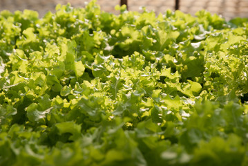 green salad, green of salad, Organic Green Salad
