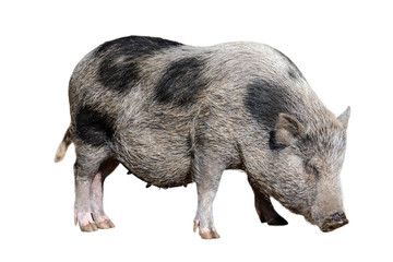 Young Vietnamese Pot-bellied pig / Lon I pig, endangered traditional Vietnamese breed of miniature...