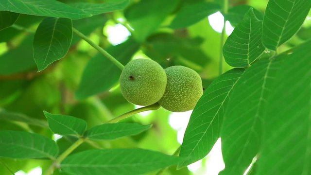 footage of green walnuts ripping on tree branch close-up. organic nuts