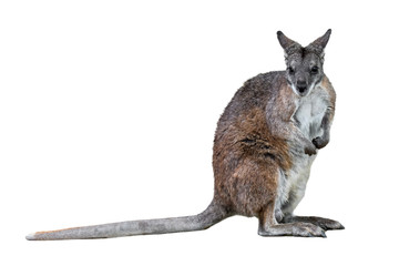 Parma wallaby (Macropus parma) native to northern New South Wales, Australia against white background