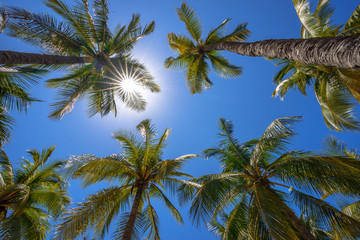 Naklejka na ściany i meble Coconut tree and blue sky background.