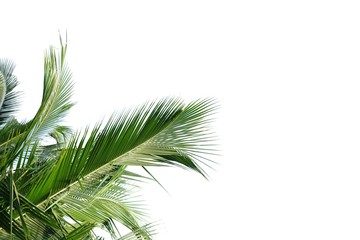 Fototapeta premium Tropical coconut leaves on white isolated background for green foliage backdrop and copy space 