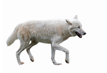 Canadian Arctic white wolf (Canis lupus arctos) native to Canada against white background