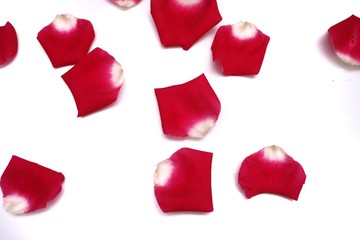 Blurred a group of sweet red rose corollas on white isolated background 