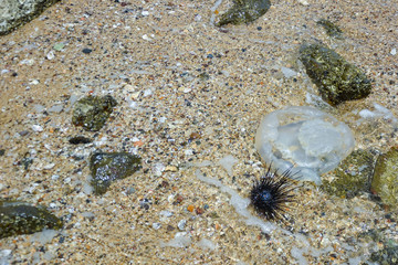 Sea Urchin on Rock Near Ocean Background,Sea urchins on a stone,Black sea urchin (Arbacia lixula) on the sea floo,Black sea urchin,The black sea urchin has an ocean backdrop.